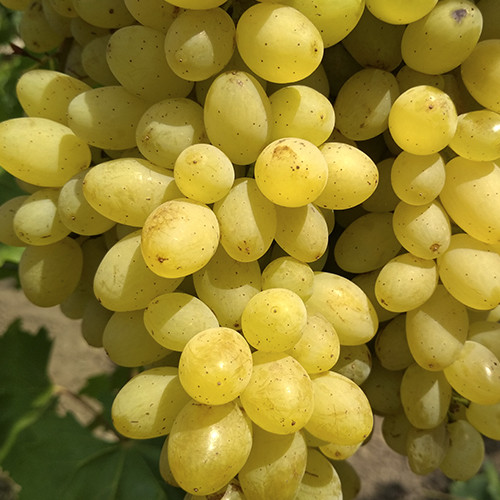 Cаджанці винограду Лорус (черенкований) - 1-річний Чернівці - фото 1