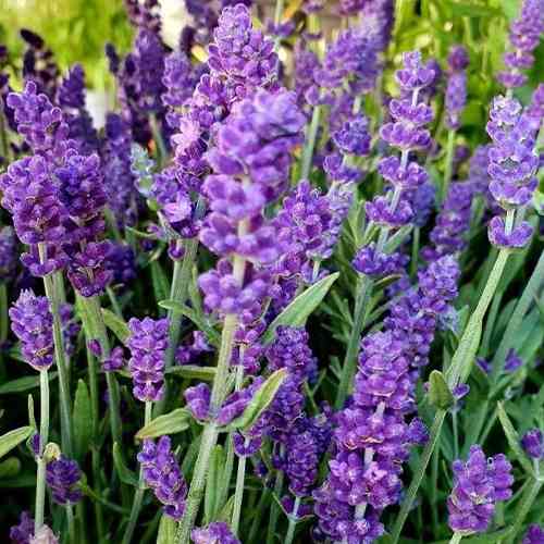 Саженцы лаванды Изида (черенкованный) - 2-летний Черновцы