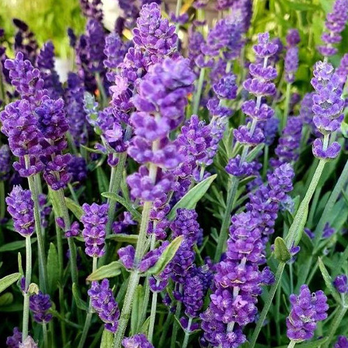 Саженцы лаванды Изида (черенкованный) - 2-летний Черновцы - изображение 1