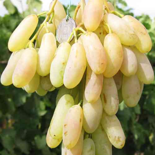 Cаджанці винограду Біла Акація (черенкований) - 2-річний Чернівці