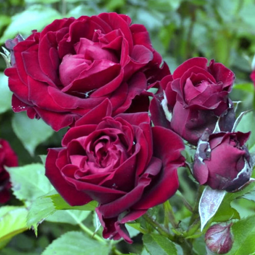 Саджанці троянд Кларет Піксі (привитий) - 2-річний Чернівці - фото 1