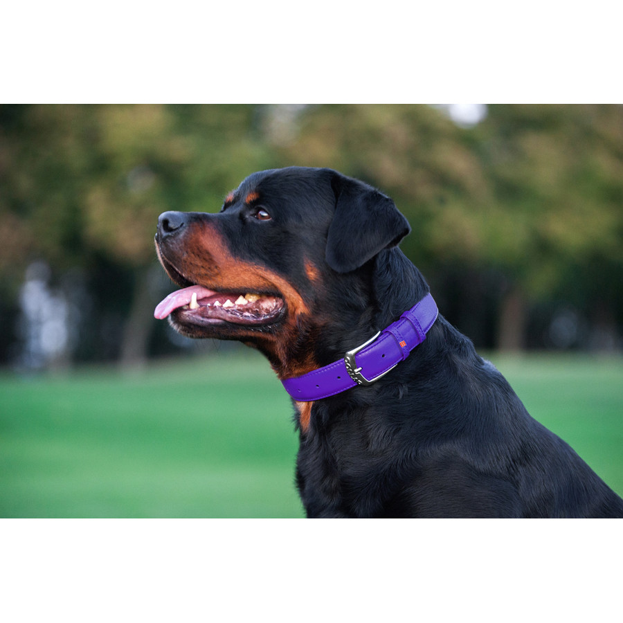 Нашийник для собак шкіряний WAUDOG Glamour з QR паспортом, без прикрас, L, Ш 25 мм, Дов 38-49 с Коломия - фото 6