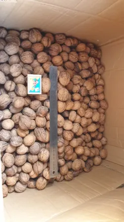 Горiхи 2025 року. Одеса Одеса