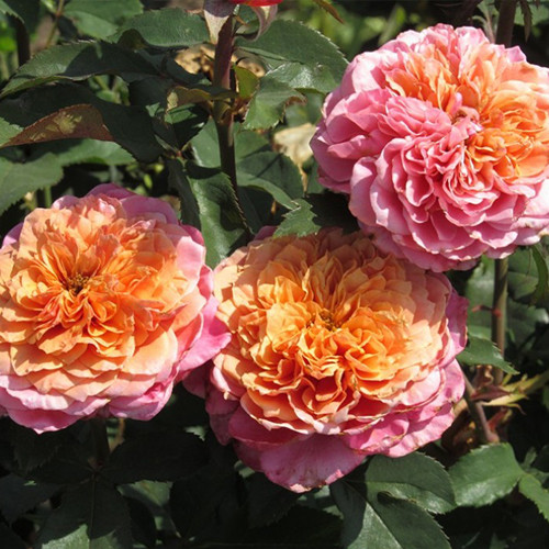 Саджанці троянд Міябі (привитий) - 2-річний Чернівці - фото 1