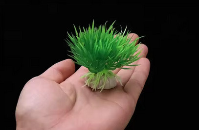 Водное растение для аквариума Киев - изображение 1