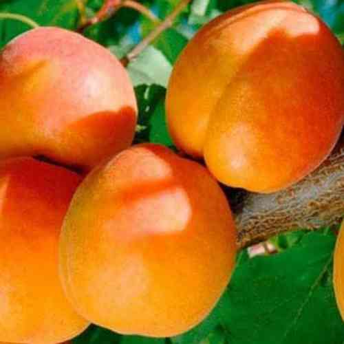 Саженцы абрикоса Шедевр (привитый) - 2-летний Черновцы