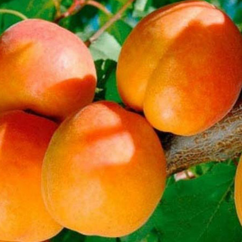 Саженцы абрикоса Шедевр (привитый) - 2-летний Черновцы - изображение 1