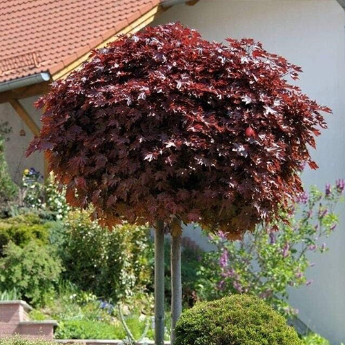 Саженцы клена Кримзон Кинг (привитый) - 2-летний Черновцы - изображение 1