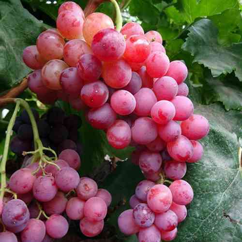 Саженцы винограда Эйнсет Сидлис (черенкованный) - 2-летний Черновцы