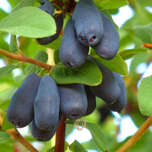 Саджанці жимолості Богдана (черенкований) - 2-річний Чернівці - фото 1