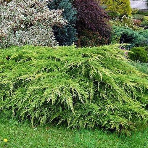 Саджанці ялівцю Пфітцера (черенкований) - 3-річний Чернівці - фото 1