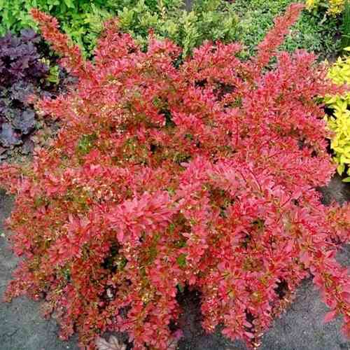 Саженцы барбариса Мелочь (черенкованный) - 2-летний Черновцы