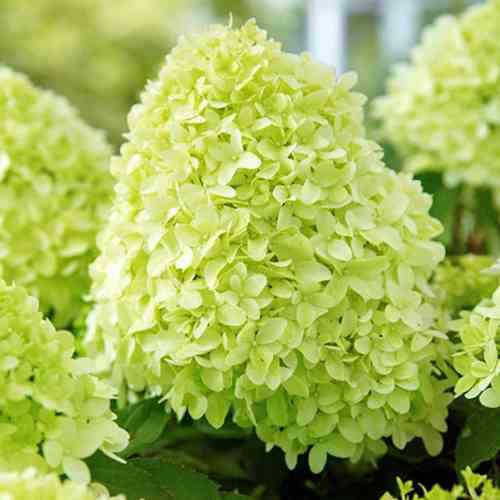 Саджанці гортензії Пандора (черенкований) - 2-річний Чернівці