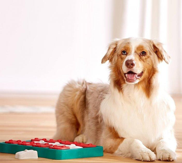 Интерактивная игрушка головоломка для лакомств для собак Nina Ottosson Dog Brick (Нина Оттоссон Дог Брик) Запорожье - изображение 2