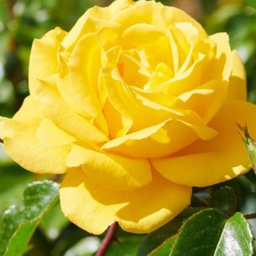 Саженцы роз Дукат (привитый) - 2-летний Черновцы - изображение 1