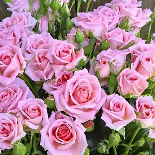 Саджанці троянд Маршмеллоу (привитий) - 2-річний Чернівці