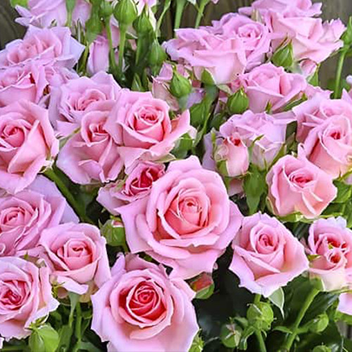 Саджанці троянд Маршмеллоу (привитий) - 2-річний Чернівці - фото 1