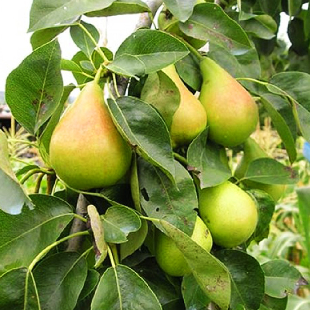 Саджанці груші Яблунівська (привитий) - 1-річний Чернівці - фото 3