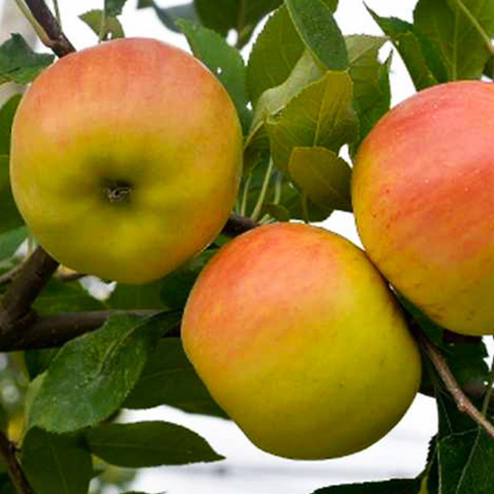 Саженцы яблони Опал (привитый) - 2-летний Черновцы - изображение 2