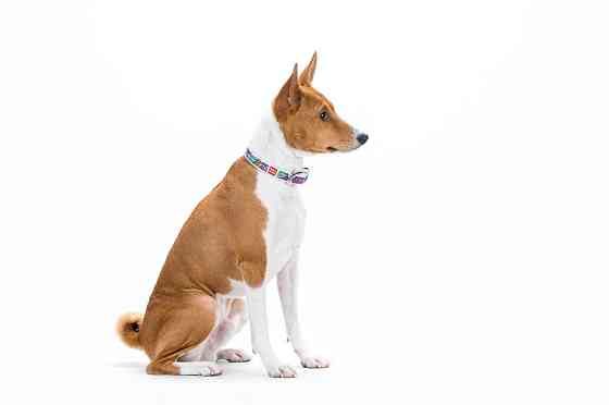 Нашийник для собак шкіряний WAUDOG Design з QR паспортом, малюнок "Літо", M, Ш 20 мм, Дов 29-38 Коломия