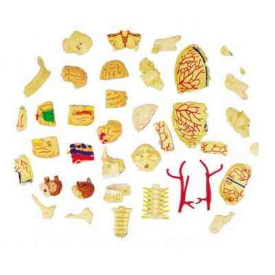 Пазл 4D Master Об&apos;ємна анатомічна модель Черепно-мозкова коробка людини (FM-626005) Вінниця