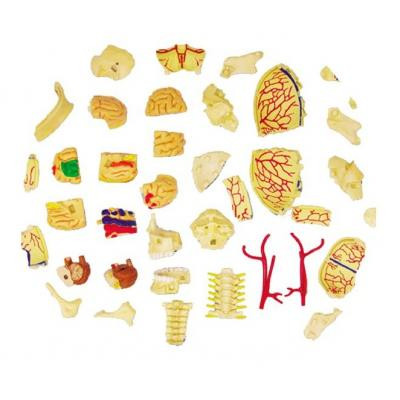 Пазл 4D Master Об&apos;ємна анатомічна модель Черепно-мозкова коробка людини (FM-626005) Вінниця - фото 3