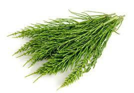 Хвощ полевой, 500г. MasterSEM Киев - изображение 1