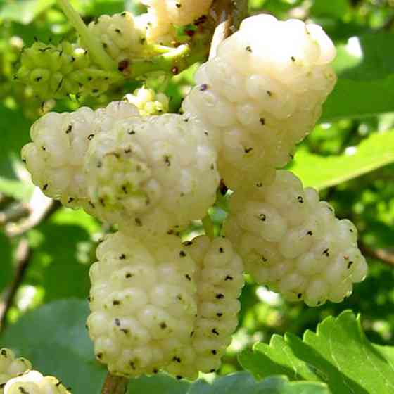 Черенки шелковицы Белая Леди (5 штук) Черновцы