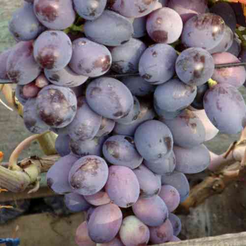 Саженцы винограда Орион (черенкованный) - 2-летний Черновцы