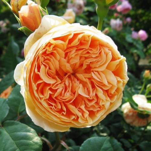 Саджанці троянд Краун Принцеса Маргарет (привитий) - 2-річний Чернівці - фото 1