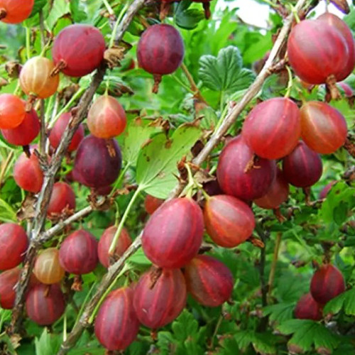 Саджанці агрусу Красень (черенкований) - 1-річний Чернівці - фото 1