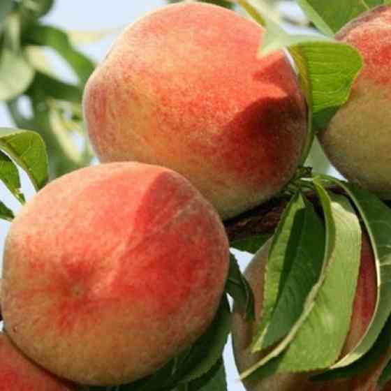 Саджанці персика Княже Золото (привитий) - 2-річний Чернівці