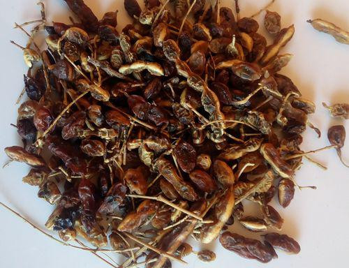 Софора японська (плоди), 100г. MasterSEM Киев - изображение 1