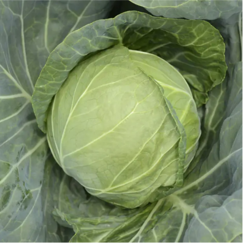Капуста білоголова Аліна F1 рання 20шт Професійне насіння Житомир