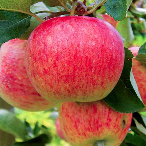 Саджанці яблуні Пірус (привитий) - 1-річний Чернівці