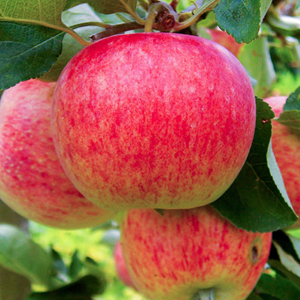 Саджанці яблуні Пірус (привитий) - 1-річний Чернівці - фото 3