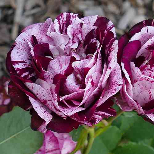 Саджанці троянд Елоджиан (привитий) - 2-річний Чернівці