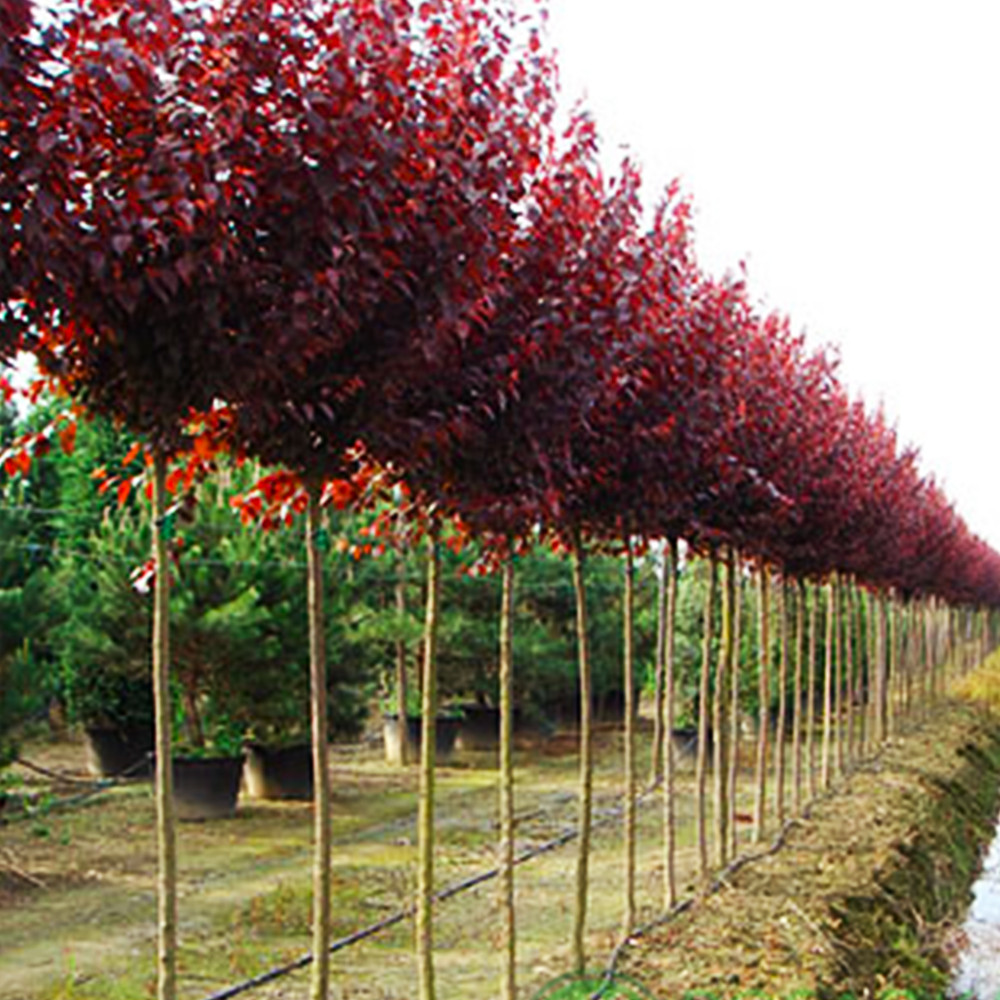 Саженцы сливы на штамбе Писсарди (привитый) Черновцы - изображение 4