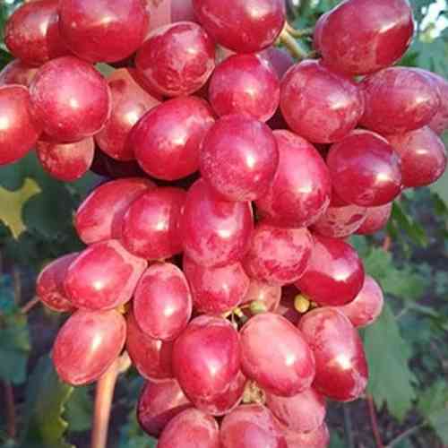 Cаджанці винограду Мірбі (черенкований) - 1-річний Чернівці