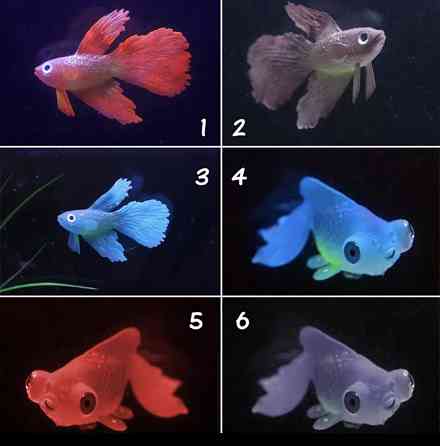 Золота риба телескоп, червоного кольору, силіконова та люмінісцентна (в темноті світяться), декор в акваріум), розмір 7*4 см Київ