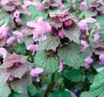 Яснотка пурпурная, 100г master sem Киев - изображение 1