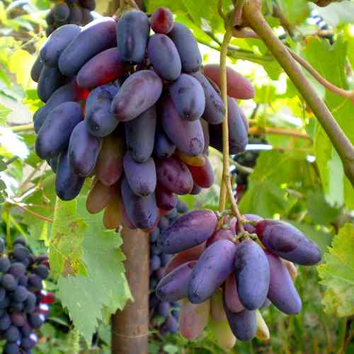 Саженцы винограда Черный Палец (черенкованный) - 2-летний Черновцы