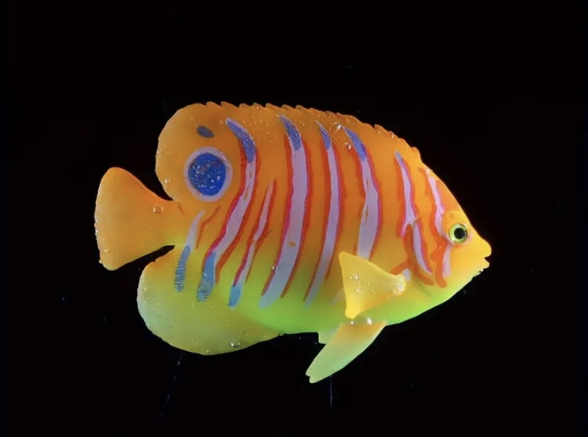 Штучна рибка Ангел для акваріума декор силіконова і люмінесцентна 7 на 9,5 см помаранчева Київ - фото 5