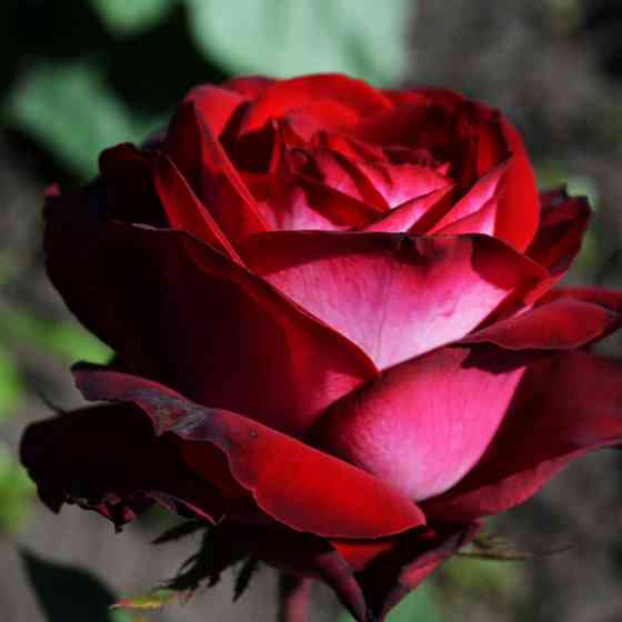 Саженцы чайно-гибридных роз Госпел (привитый) Черновцы