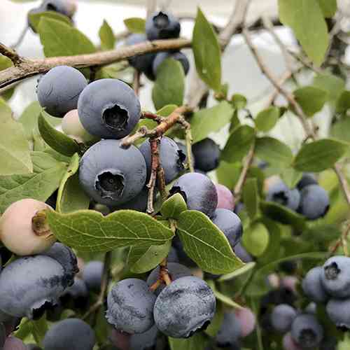 Саджанці лохини Берклі (черенкований) - 3-річний Чернівці