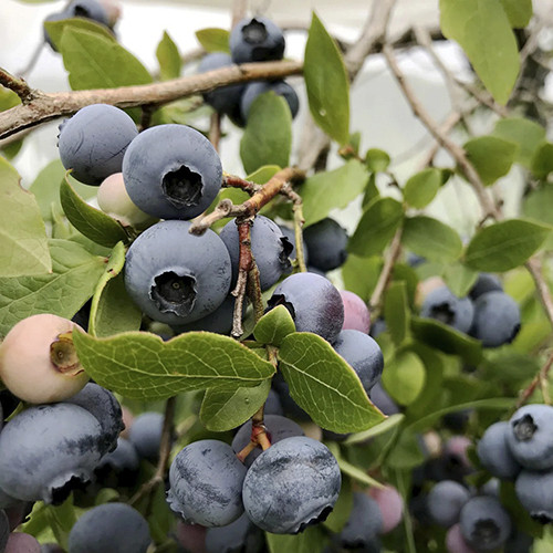 Саджанці лохини Берклі (черенкований) - 3-річний Чернівці - фото 1