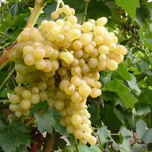 Саженцы винограда Володарь (черенкованный) - 1-летний Черновцы