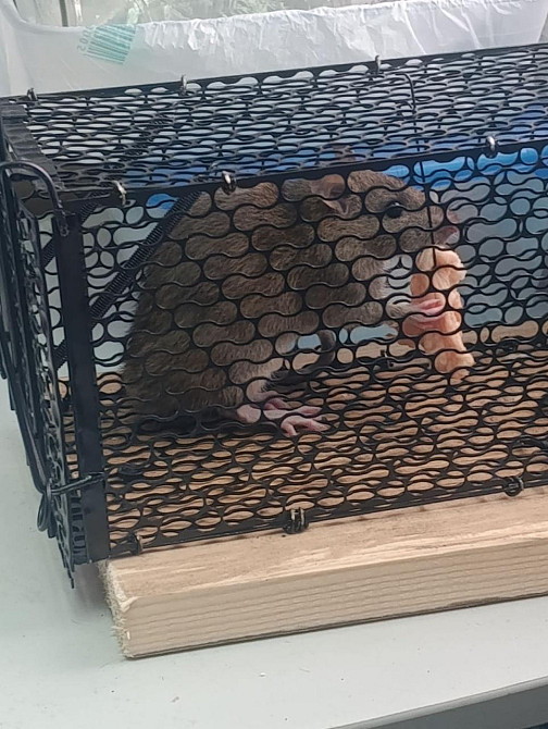 Щуроловка-клітка металева середня Дніпро - фото 5