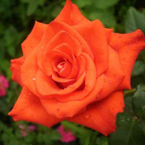 Саженцы роз Стар (привитый) - 2-летний Черновцы