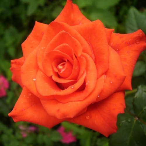 Саженцы роз Стар (привитый) - 2-летний Черновцы - изображение 1